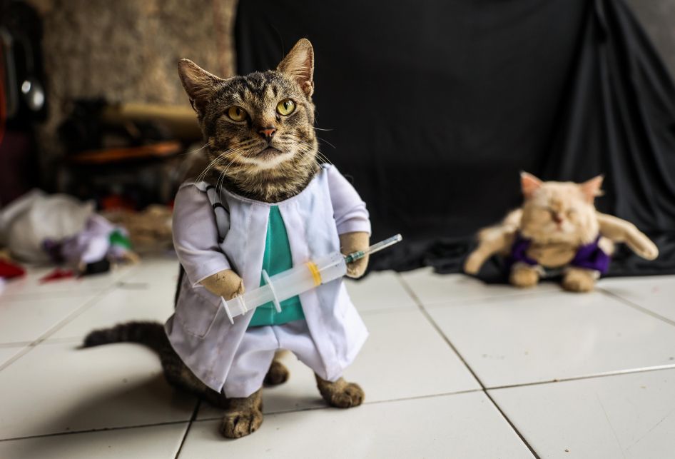 Detail Gambar Kucing Pakai Baju Nomer 20