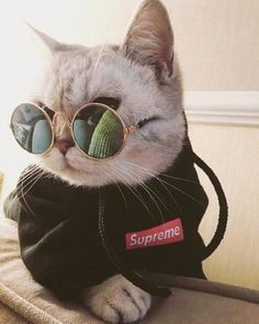 Gambar Kucing Pake Kaca Mata - KibrisPDR