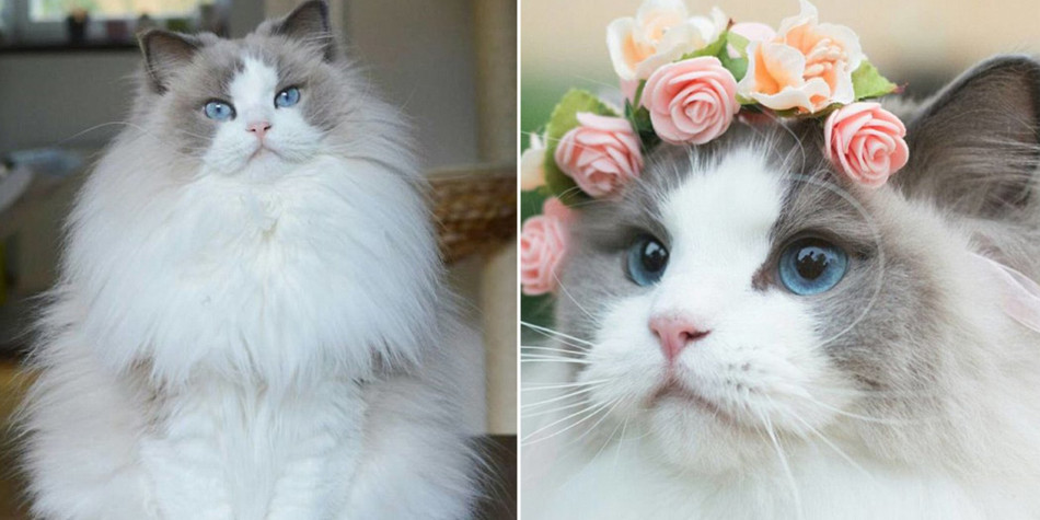 Detail Gambar Kucing Paling Cantik Di Dunia Nomer 10