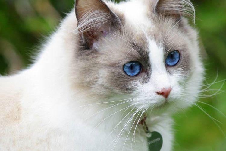 Detail Gambar Kucing Paling Cantik Di Dunia Nomer 38