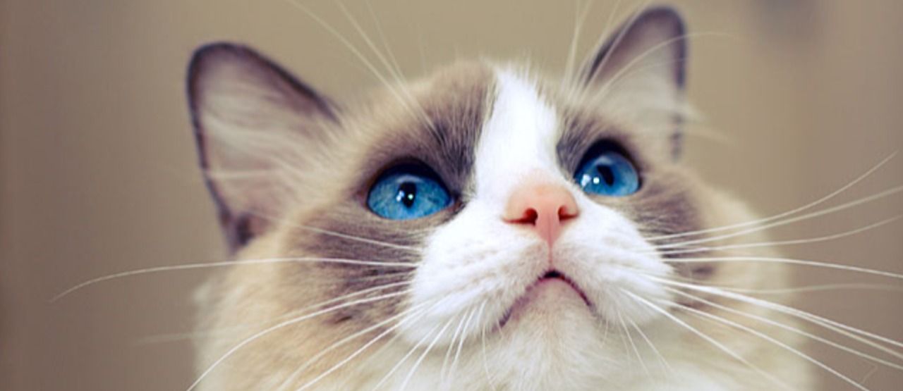 Detail Gambar Kucing Paling Cantik Di Dunia Nomer 8