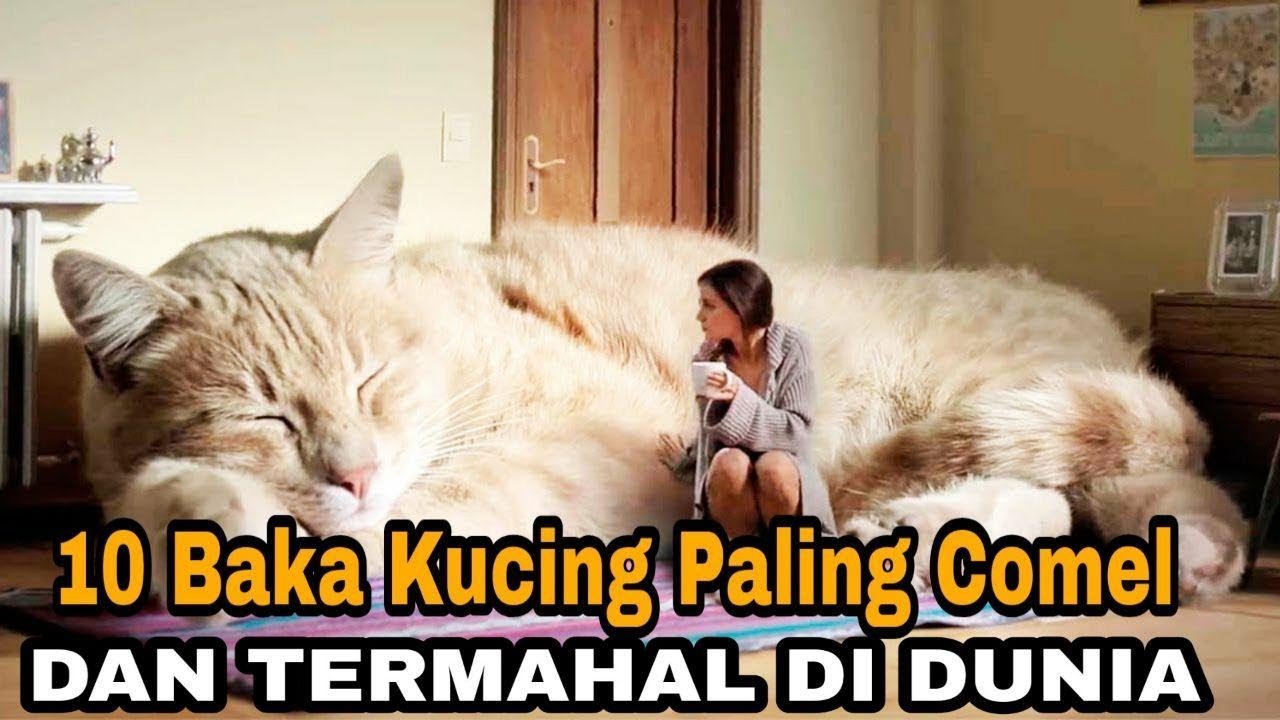 Detail Gambar Kucing Paling Comel Nomer 14