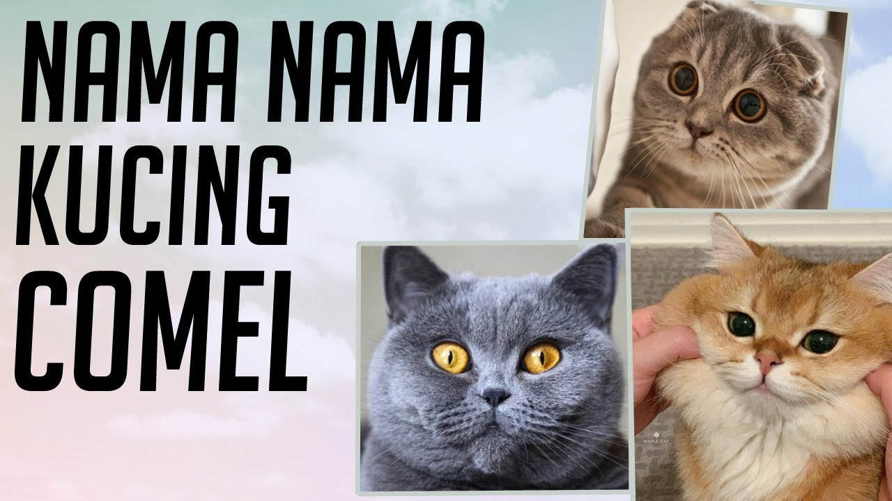 Detail Gambar Kucing Paling Comel Nomer 20