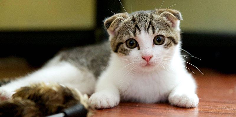 Detail Gambar Kucing Paling Comel Nomer 44