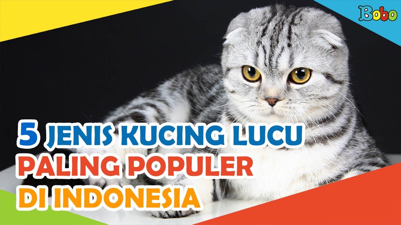 Detail Gambar Kucing Paling Lucu Nomer 42