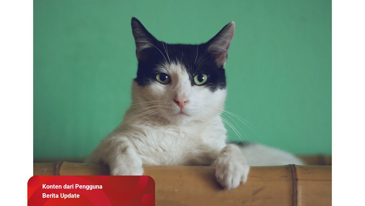 Detail Gambar Kucing Perkembangbiakan Kucing Nomer 26