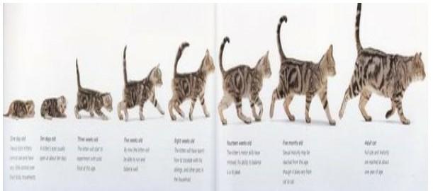 Detail Gambar Kucing Perkembangbiakan Kucing Nomer 6