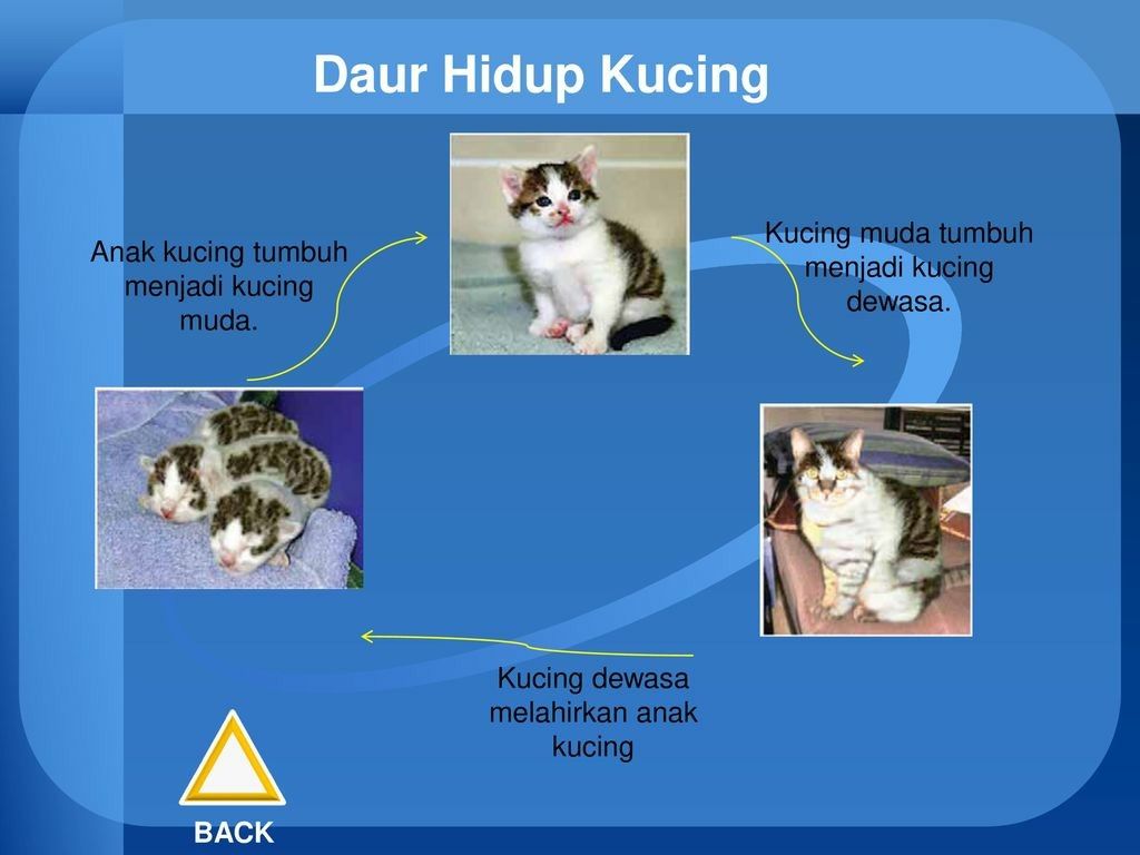 Detail Gambar Kucing Perkembangbiakan Kucing Nomer 7