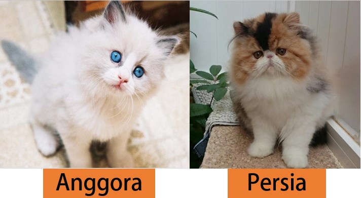 Detail Gambar Kucing Persia Nomer 25