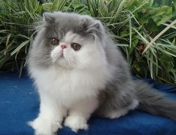Detail Gambar Kucing Persia Nomer 32