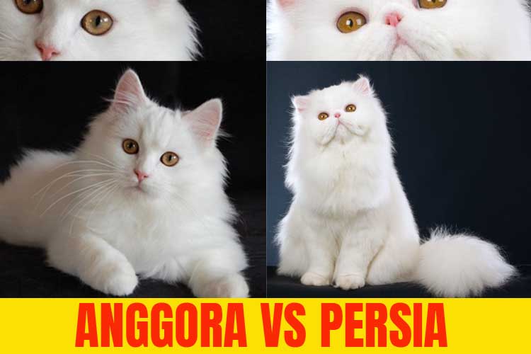 Detail Gambar Kucing Persia Dan Anggora Nomer 2