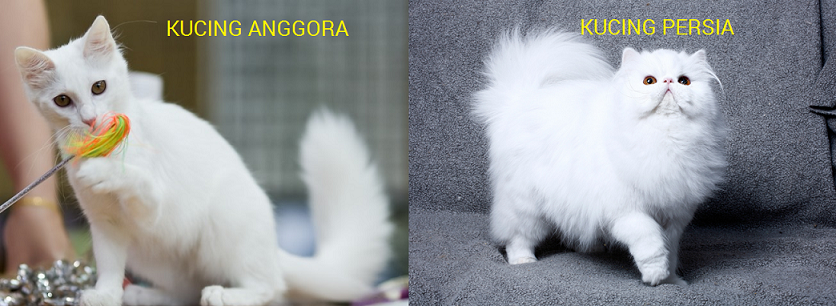 Detail Gambar Kucing Persia Dan Anggora Nomer 11