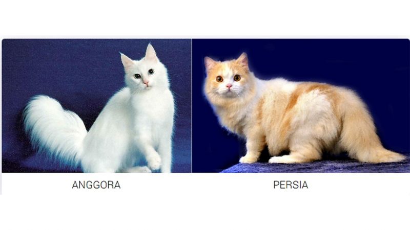 Detail Gambar Kucing Persia Dan Anggora Nomer 13