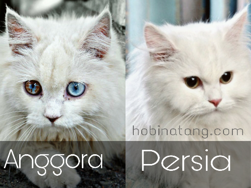 Detail Gambar Kucing Persia Dan Anggora Nomer 21