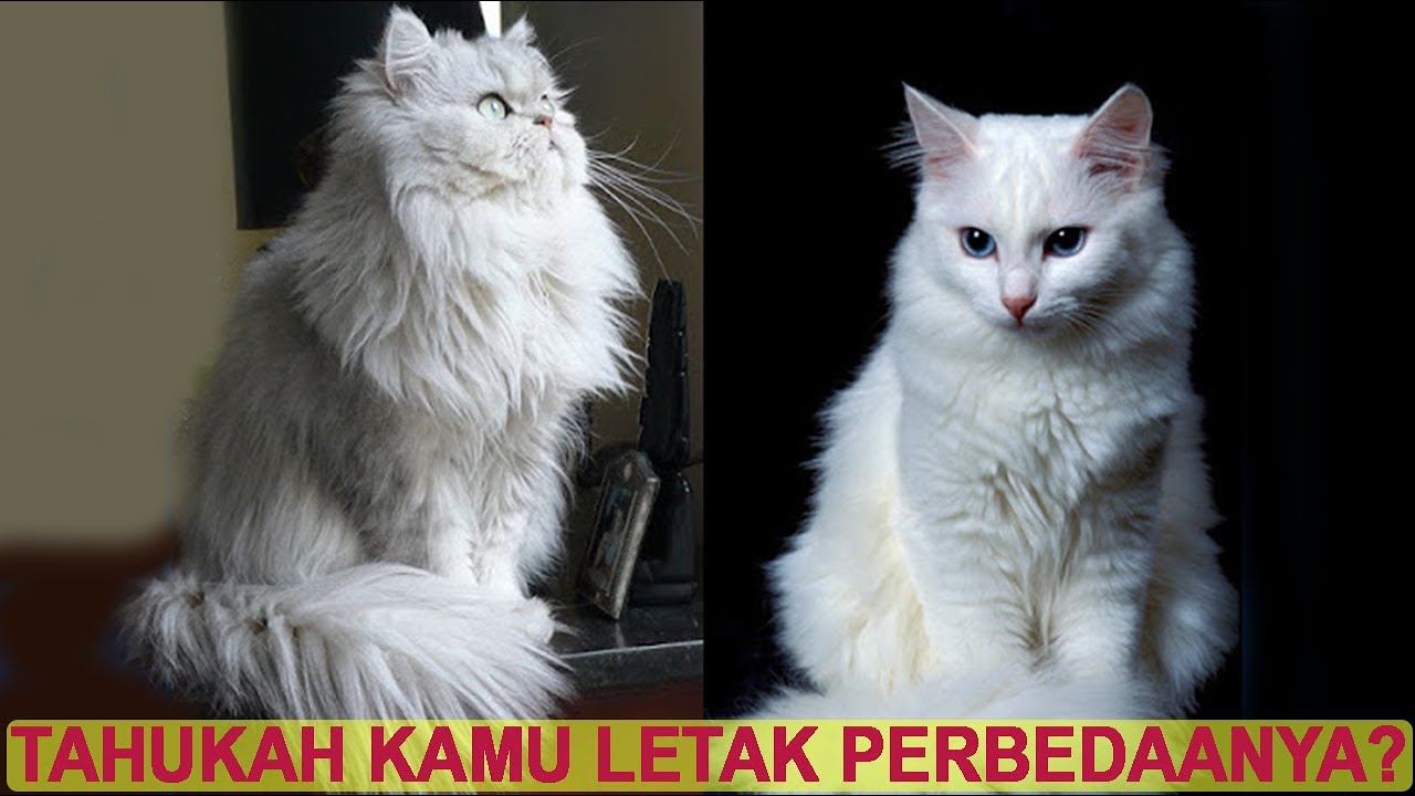 Detail Gambar Kucing Persia Dan Anggora Nomer 32