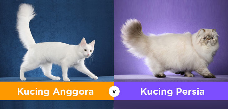 Detail Gambar Kucing Persia Dan Anggora Nomer 33