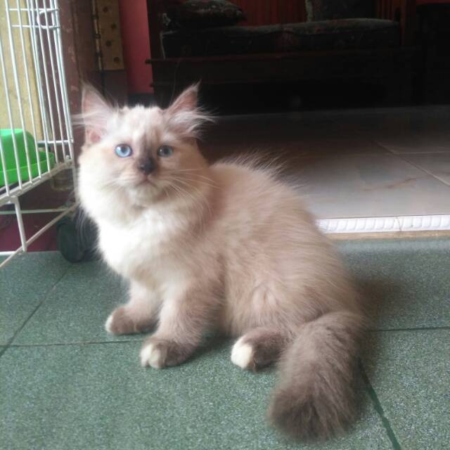 Gambar Kucing Persia Himalaya - KibrisPDR