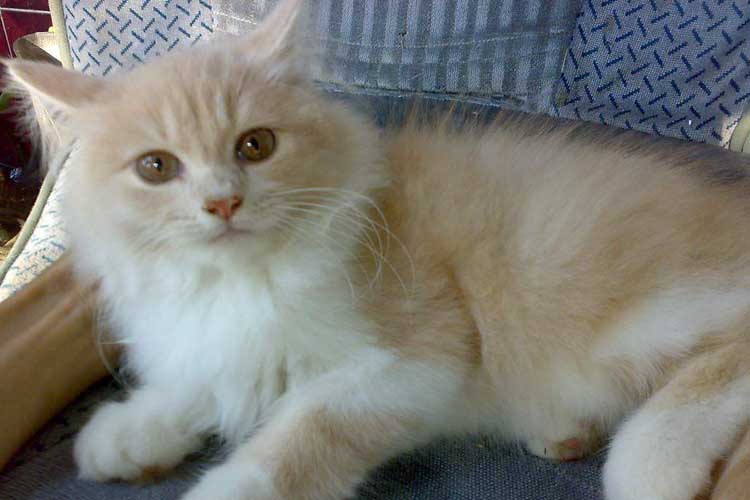 Gambar Kucing Persia Medium - KibrisPDR