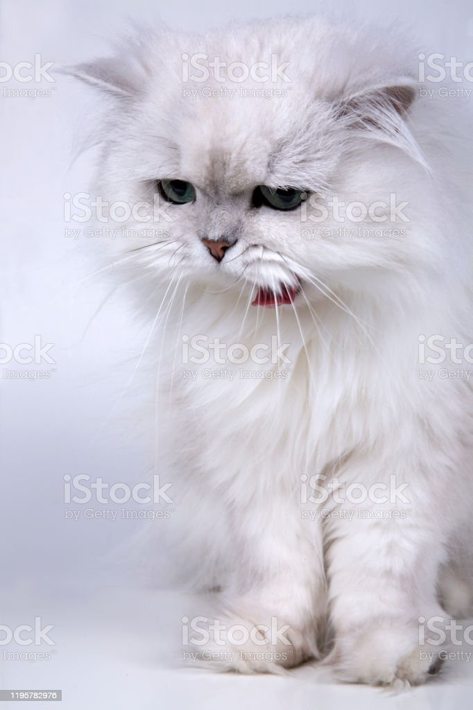 Detail Gambar Kucing Persia Putih Nomer 52