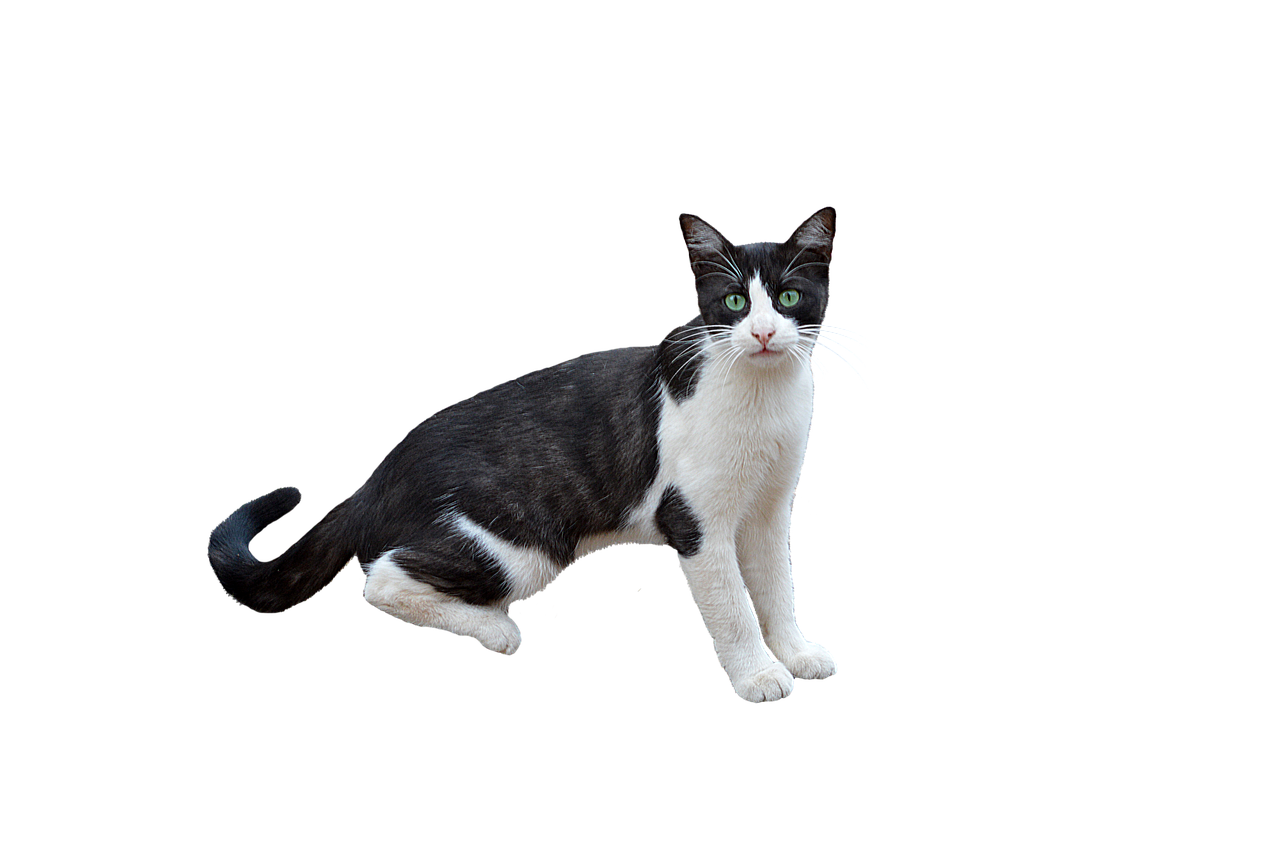 Detail Gambar Kucing Png Koleksi Nomer 38