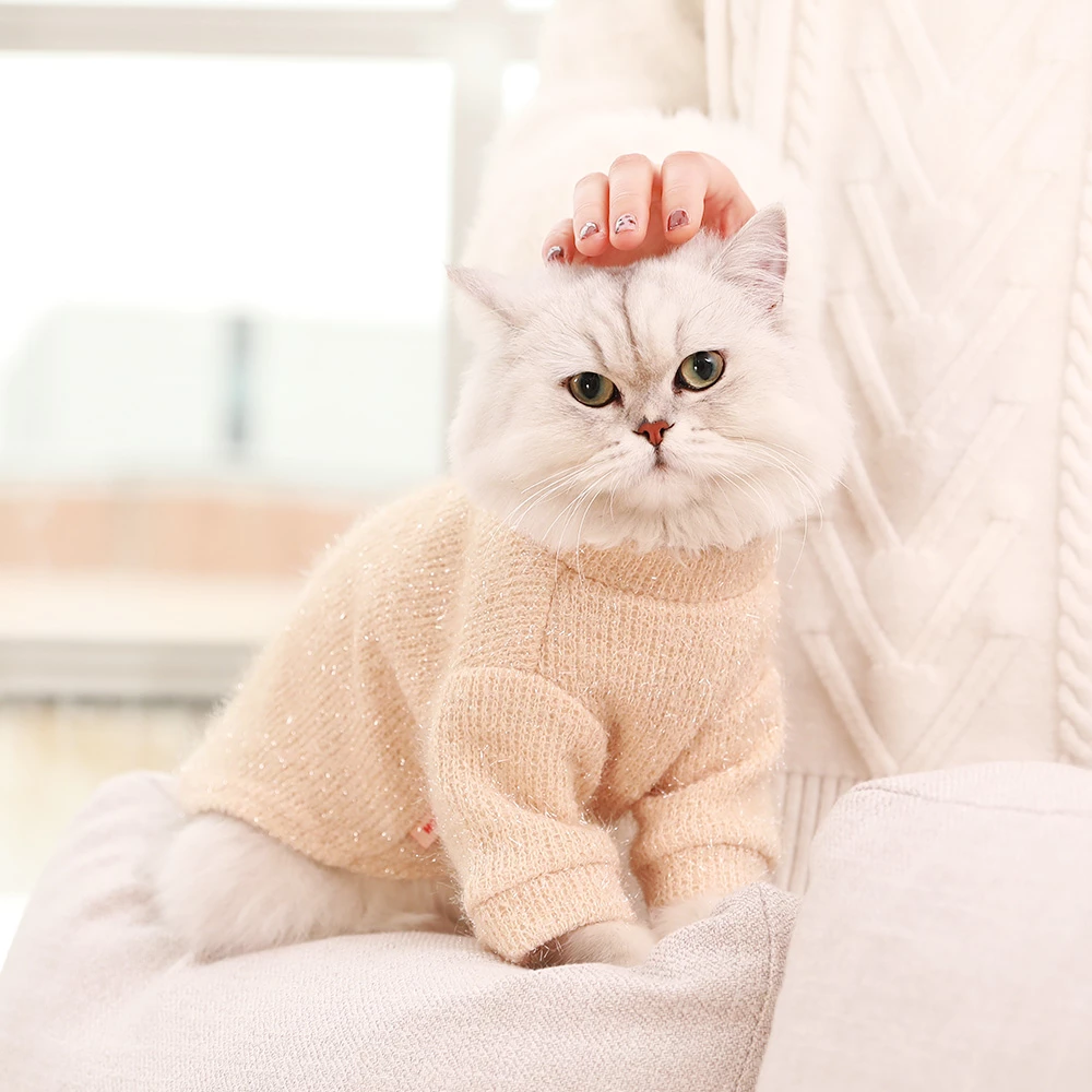 Detail Gambar Kucing Polos Nomer 14