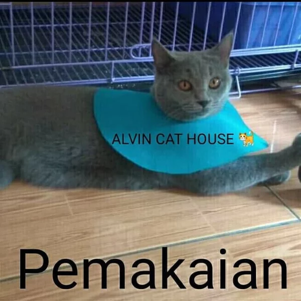 Detail Gambar Kucing Polos Nomer 15