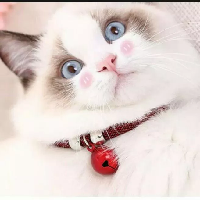 Detail Gambar Kucing Polos Nomer 16