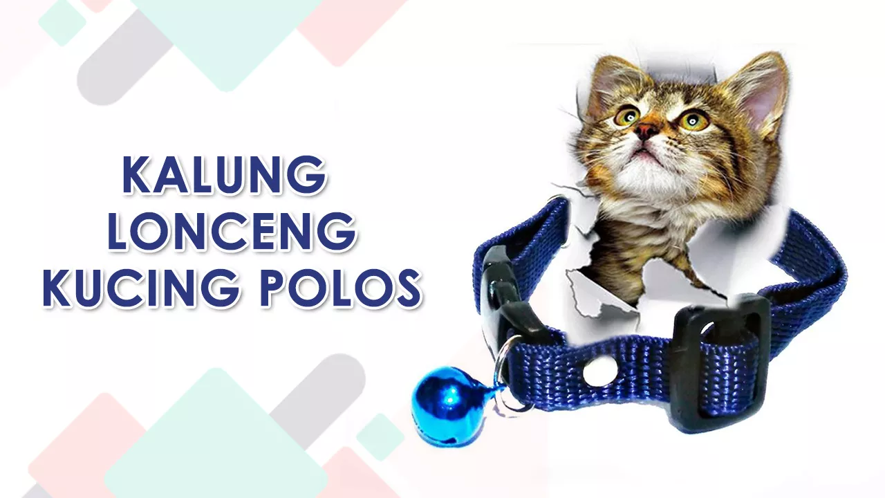 Detail Gambar Kucing Polos Nomer 18