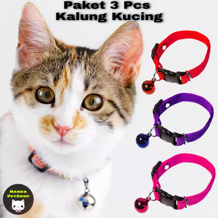 Detail Gambar Kucing Polos Nomer 19