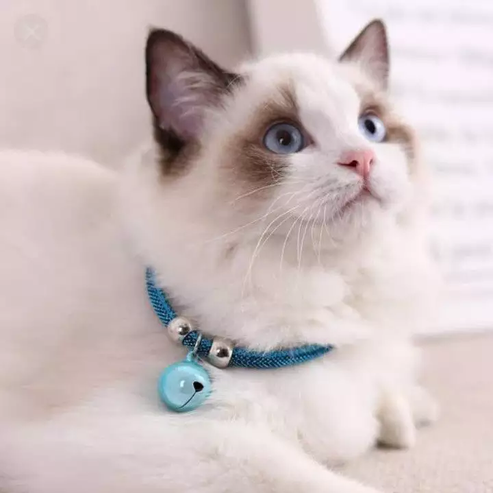 Detail Gambar Kucing Polos Nomer 23