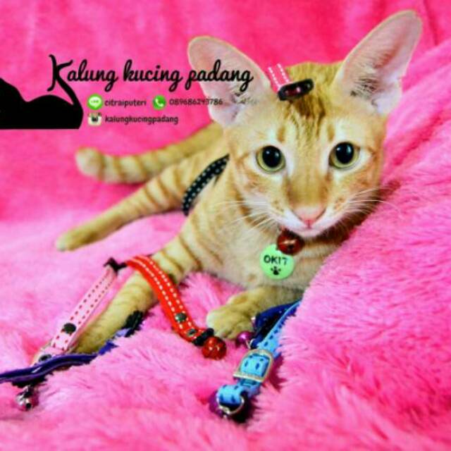 Detail Gambar Kucing Polos Nomer 25