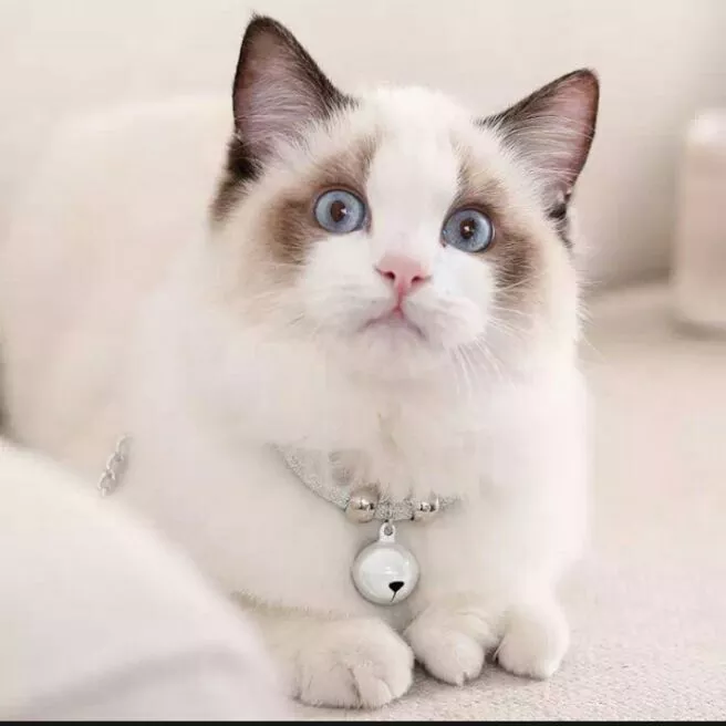Detail Gambar Kucing Polos Nomer 31