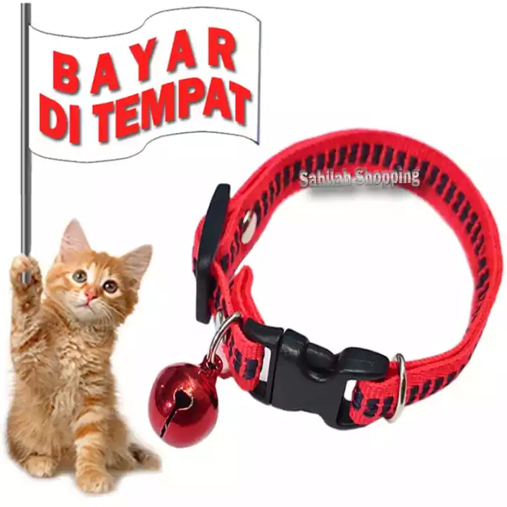 Detail Gambar Kucing Polos Nomer 35