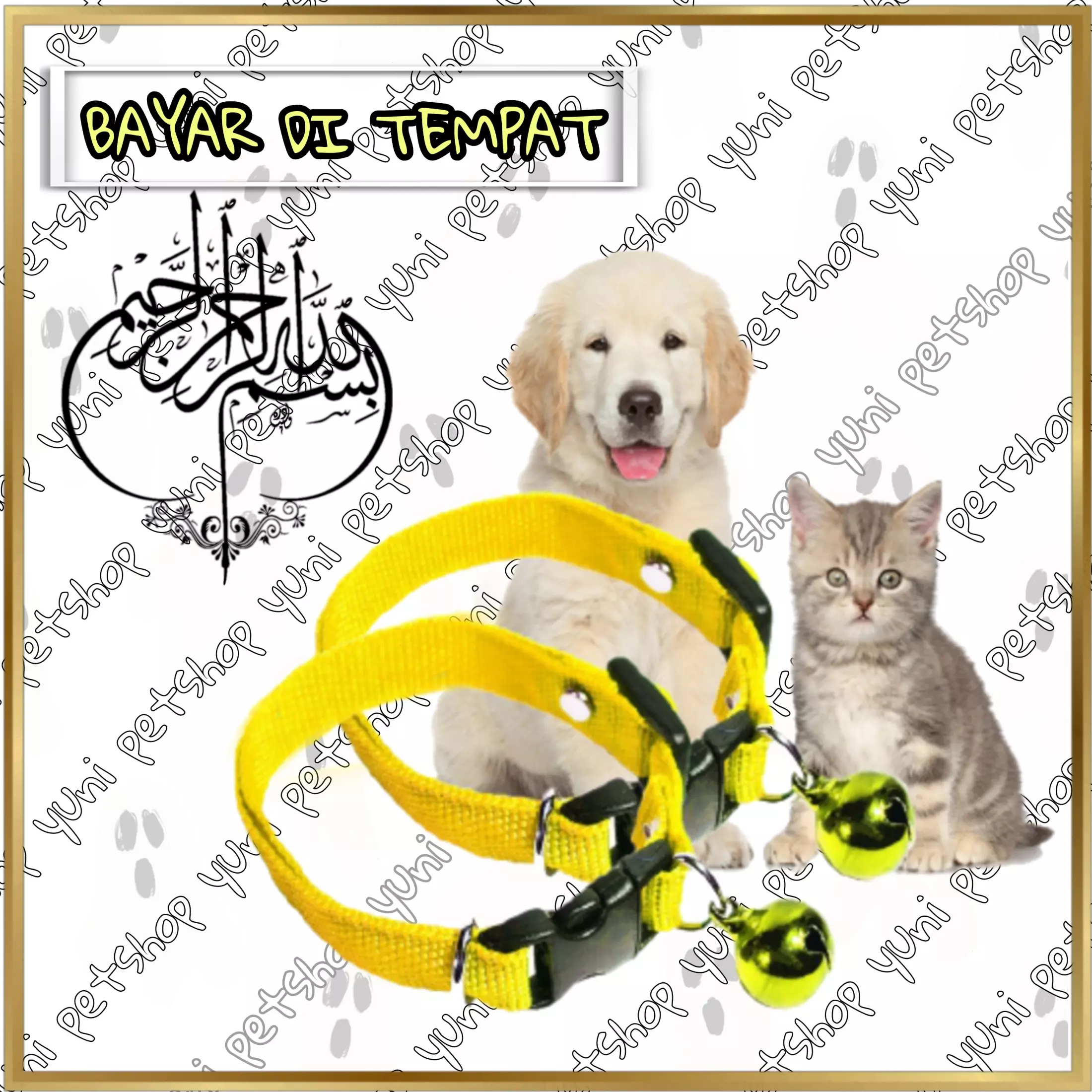 Detail Gambar Kucing Polos Nomer 42