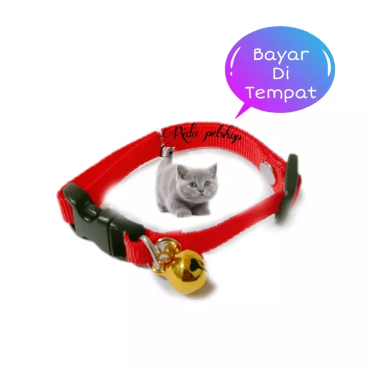 Detail Gambar Kucing Polos Nomer 50