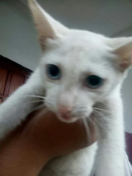 Detail Gambar Kucing Putih Nomer 33