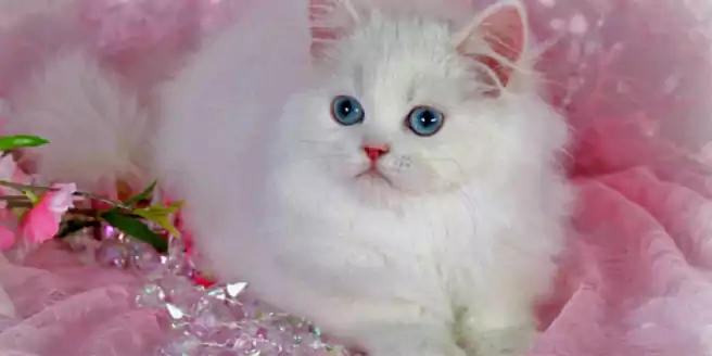 Detail Gambar Kucing Putih Nomer 7