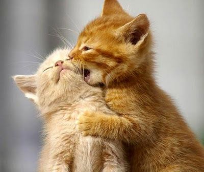 Gambar Kucing Romantis - KibrisPDR