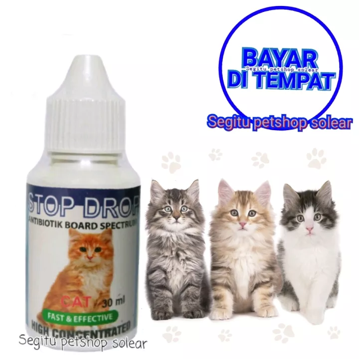 Detail Gambar Kucing Sakit Nomer 29