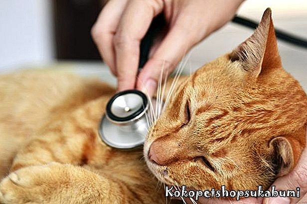 Detail Gambar Kucing Sakit Nomer 51