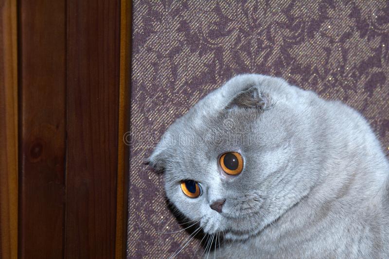 Detail Gambar Kucing Scottish Fold Nomer 11