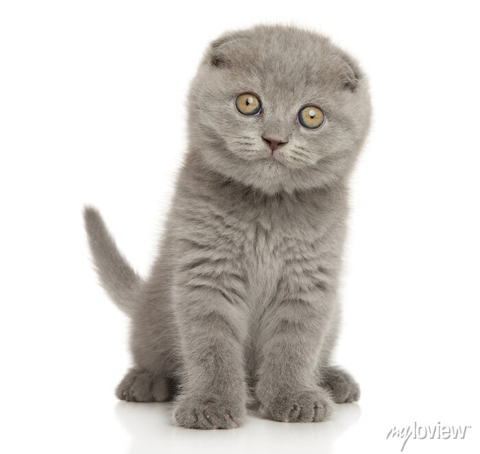 Detail Gambar Kucing Scottish Fold Nomer 21