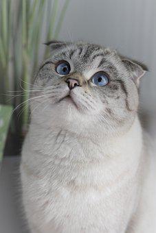 Detail Gambar Kucing Scottish Fold Nomer 23