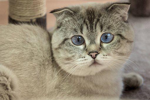 Detail Gambar Kucing Scottish Fold Nomer 25