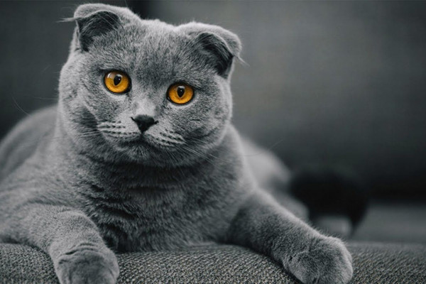 Detail Gambar Kucing Scottish Fold Nomer 28