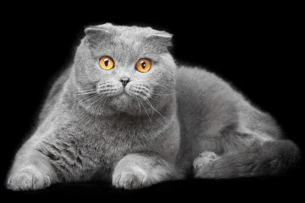 Detail Gambar Kucing Scottish Fold Nomer 40