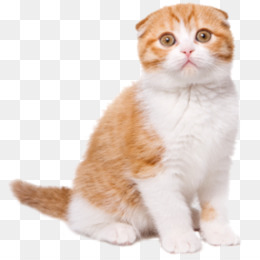 Detail Gambar Kucing Scottish Fold Nomer 54