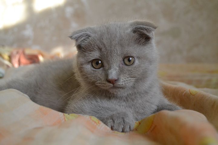 Detail Gambar Kucing Scottish Fold Nomer 55