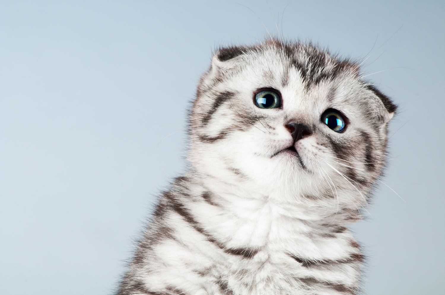 Detail Gambar Kucing Scottish Fold Nomer 9