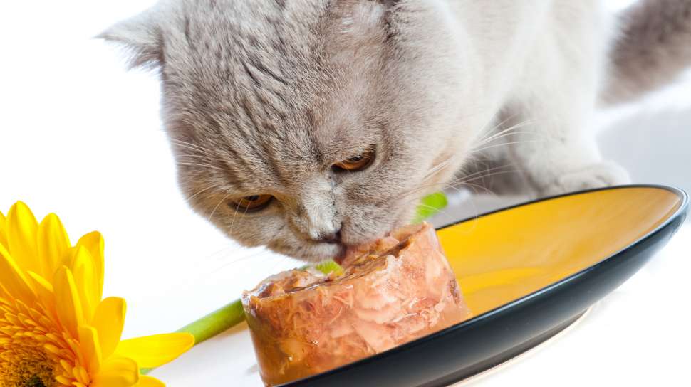Detail Gambar Kucing Sedang Makan Nomer 20